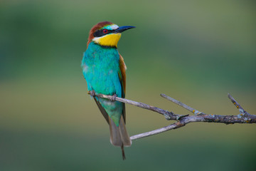 European bee-eater on a branch