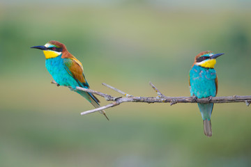 two bee-eaters sitting on a branch