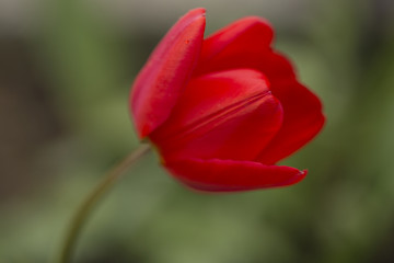 Red Tulip