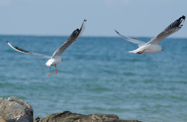 White seagulls flying over the sea waves and stones