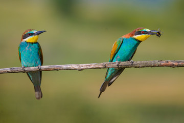 two bee-eaters sitting on a branch