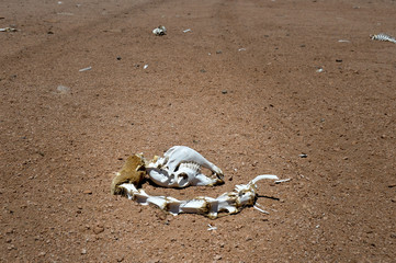 Animal Skeleton in Sur Lipez Desert, Bolivia