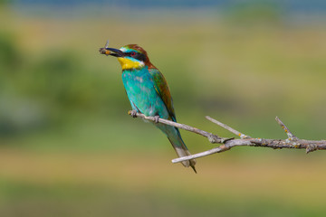 European bee-eater on a branch