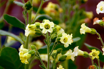 sacred aztec tobacco flowers