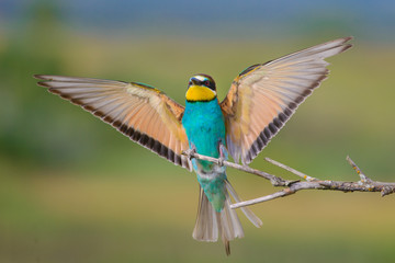 European bee-eater with wings outstretched