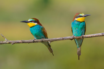 two bee-eaters sitting on a branch