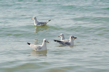 White seagulls drifting in the sea waves