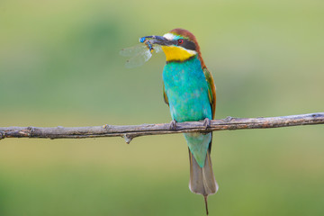 European bee-eater on a branch