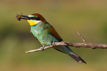 European bee eater with a bee in its beak