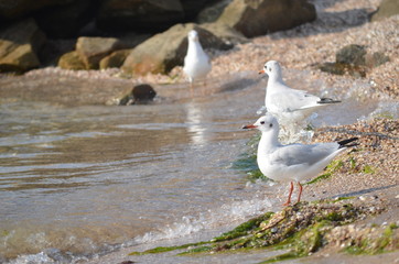 White seagull walking on the shelly seashore
