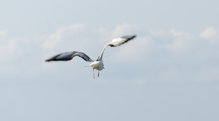 Fototapeta na wymiar White seagulls flying over the sea waves and stones