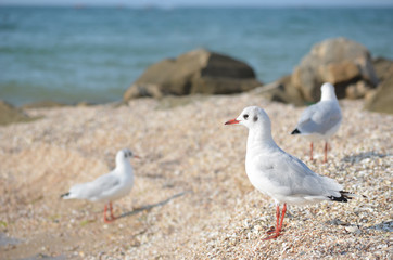 White seagull walking on the shelly seashore