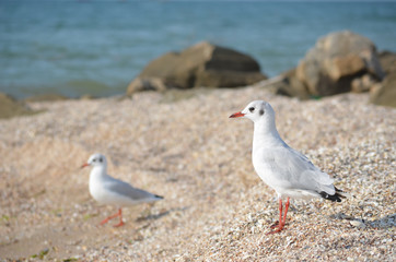 White seagull walking on the shelly seashore