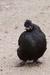 schwarzes Seidenhuhn
