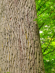 Bark of tree