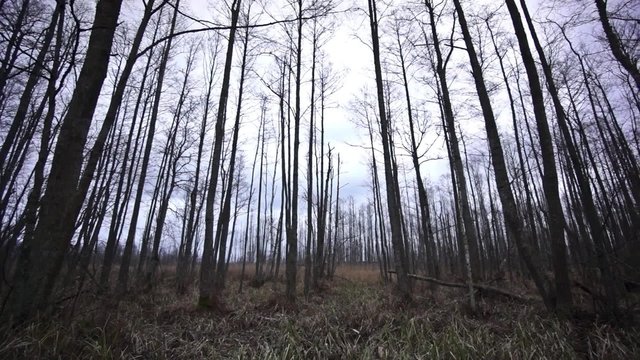 Spooky forest in late autumn in Kemeri, Latvia