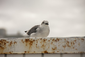 Seagull in Miami Beach