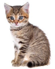 Fototapeta na wymiar Shorthair brindled kitten