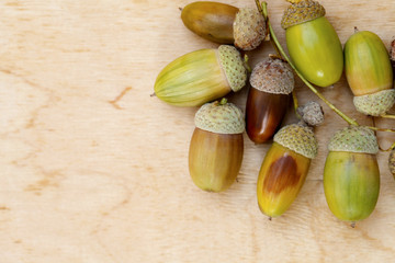 acorns, oak, wooden background