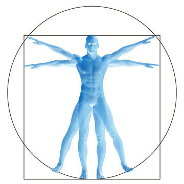 Vitruvian human or man as a concept, metaphor conceptual 3d proportion anatomy body isolated