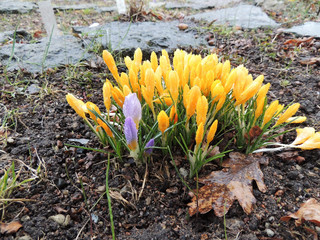 Blooming  yellow  crocus in early spring