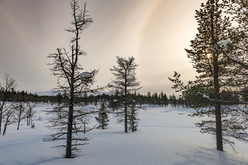 Obraz na płótnie Canvas Snowfield with bare trees during sunrise