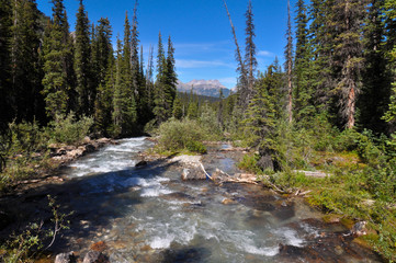 Fototapeta na wymiar Temple pass trail in Banff National Park, Alberta, Canada