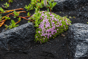 Flower in lava field, Iceland