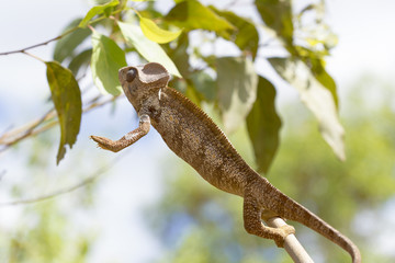 Oustalet's brown Chameleon jumping in Madagascar