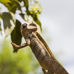 Wild brown Chameleon on a funny position in Madagascar