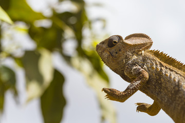 Oustalet's brown Chameleon jumping in Madagascar