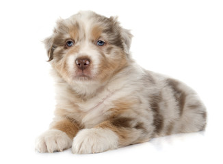 puppy australian shepherd