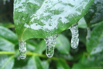 Eiszapfen am Kirschlorbeer