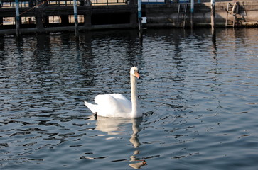 cigno