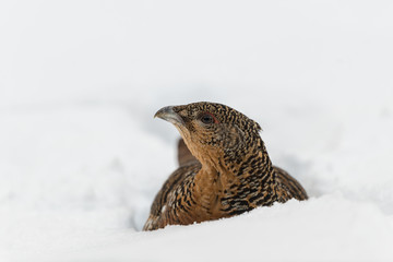 Auerhuhn, Western capercaillie, Tetrao urogallus