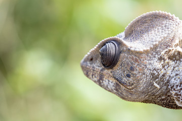 Serious chameleon head close up in Madagascar