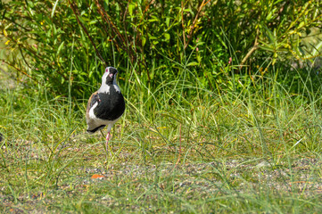 Southern Lapwing, near Villarrica, Chile
