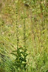 Broad-leaved helleborine (Epipactis helleborine) plant in flower. A plant in the orchid family growing wild amongst other vegetation
