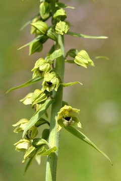 Broad-leaved helleborine (Epipactis helleborine) flower stem. A plant in the orchid family in flower
