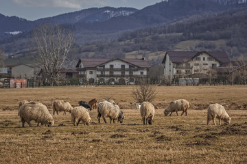 Fototapeta premium Grazing sheep flock