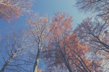 the crowns of trees in autumn