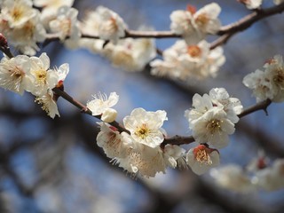 青空と白梅