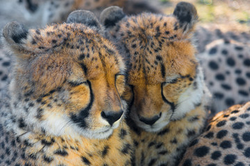 Endangered cheetah cubs sleeping