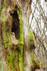 Old tree trunk detail in forest