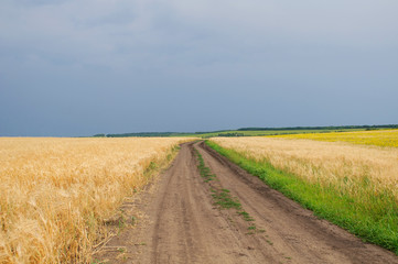 Fototapeta premium Поле, дорога, пшеница 