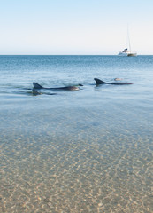 Fototapeta premium Monkey Mia, Australia, 07/02/2014, Wild dolphins playing around in the shallow waters at the beach
