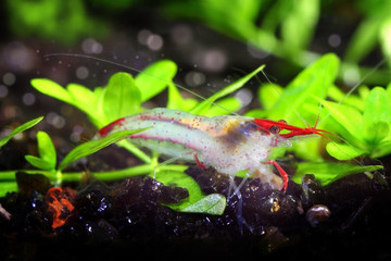 shrimp