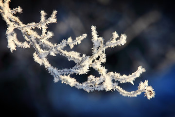 twig with snow