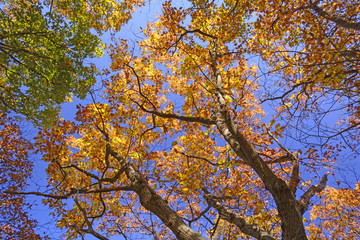 Looking up into the Fall Canopy