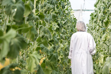 scientist in plant green house